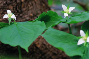 京圈太子爷他对我蓄谋已久全文免费阅读 陆蓁蓁池隐精彩章节未删减版