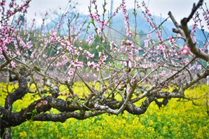 宋也阮阮（芳心执念全文在线阅读）-芳心执念(宋也阮阮)免费阅读