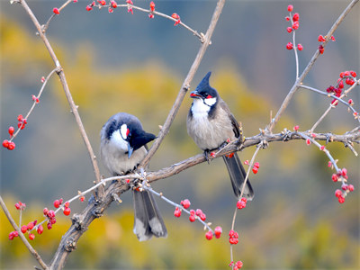 阮心仪顾鳞及小说美文赏析-阮心仪顾鳞及结局阮心仪顾鳞及全文阅读